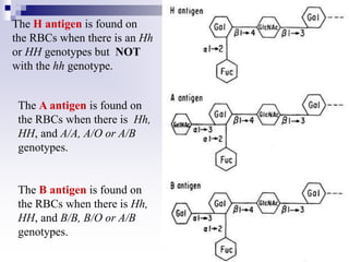 The H antigen is found on
the RBCs when there is an Hh
or HH genotypes but NOT
with the hh genotype.
The A antigen is found on
the RBCs when there is Hh,
HH, and A/A, A/O or A/B
genotypes.
The B antigen is found on
the RBCs when there is Hh,
HH, and B/B, B/O or A/B
genotypes.
 
