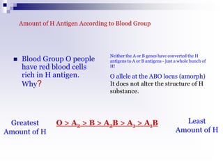 Amount of H Antigen According to Blood Group
 Blood Group O people
have red blood cells
rich in H antigen.
Why?
Neither the A or B genes have converted the H
antigens to A or B antigens - just a whole bunch of
H!
O allele at the ABO locus (amorph)
It does not alter the structure of H
substance.
Greatest
Amount of H
Least
Amount of H
O > A2 > B > A2B > A1 > A1B
 