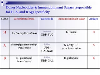 Donor Nucleotides & Immundominant Sugars responsible
for H, A, and B Ags specificity
Antigen
Immunodominant sugar
Nucleotide
Glcosyltransferase
Gene
H
L-fucose
Guanosine
GDP-FUC
L- fucosyl trnsferas
H
A
N-acetyl-D-
galactoseamine
Uridine
UDP-
GALNAC
N acetylgalactosaminyl
transferase
A
B
D-galactose
Uridine
UDP-GAL
D- galactosyl
transferase
B
 