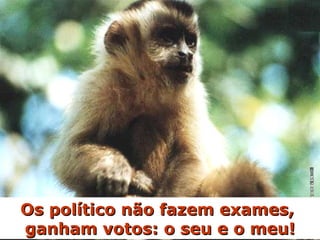 Os político não fazem exames,  ganham votos: o seu e o meu! 