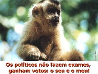 Os políticos não fazem exames,  ganham votos: o seu e o meu! 