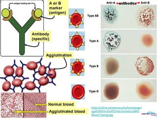 http://online.santarosa.edu/homepage/
cgalt/BIO10-­‐Stuﬀ/Ch09-­‐Genetics/ABO-­‐
Blood-­‐Typing.jpg	
  
 