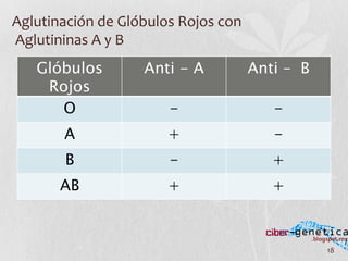 18	
  
Glóbulos
Rojos
Anti - A Anti – B
O - -
A + -
B - +
AB + +
Aglutinación	
  de	
  Glóbulos	
  Rojos	
  con	
  
	
  Aglutininas	
  A	
  y	
  B	
  
 