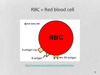 19	
  
http://waynesword.palomar.edu/aniblood.htm	
  
RBC	
  =	
  Red	
  blood	
  cell	
  
 