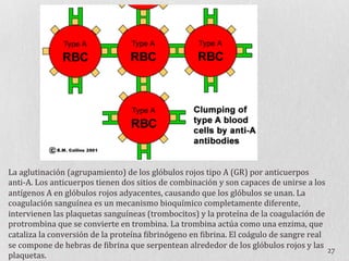 27	
  
La	
  aglutinación	
  (agrupamiento)	
  de	
  los	
  glóbulos	
  rojos	
  tipo	
  A	
  (GR)	
  por	
  anticuerpos	
  
anti-­‐A.	
  Los	
  anticuerpos	
  tienen	
  dos	
  sitios	
  de	
  combinación	
  y	
  son	
  capaces	
  de	
  unirse	
  a	
  los	
  
antígenos	
  A	
  en	
  glóbulos	
  rojos	
  adyacentes,	
  causando	
  que	
  los	
  glóbulos	
  se	
  unan.	
  La	
  
coagulación	
  sanguínea	
  es	
  un	
  mecanismo	
  bioquímico	
  completamente	
  diferente,	
  
intervienen	
  las	
  plaquetas	
  sanguíneas	
  (trombocitos)	
  y	
  la	
  proteína	
  de	
  la	
  coagulación	
  de	
  
protrombina	
  que	
  se	
  convierte	
  en	
  trombina.	
  La	
  trombina	
  actúa	
  como	
  una	
  enzima,	
  que	
  
cataliza	
  la	
  conversión	
  de	
  la	
  proteína	
  Dibrinógeno	
  en	
  Dibrina.	
  El	
  coágulo	
  de	
  sangre	
  real	
  
se	
  compone	
  de	
  hebras	
  de	
  Dibrina	
  que	
  serpentean	
  alrededor	
  de	
  los	
  glóbulos	
  rojos	
  y	
  las	
  
plaquetas.
 
