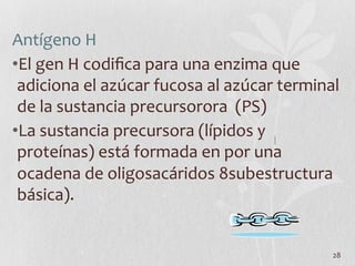 28	
  
Antígeno	
  H	
  
• El	
  gen	
  H	
  codiﬁca	
  para	
  una	
  enzima	
  que	
  
adiciona	
  el	
  azúcar	
  fucosa	
  al	
  azúcar	
  terminal	
  
de	
  la	
  sustancia	
  precursorora	
  	
  (PS)	
  
• La	
  sustancia	
  precursora	
  (lípidos	
  y	
  
proteínas)	
  está	
  formada	
  en	
  por	
  una	
  
ocadena	
  de	
  oligosacáridos	
  8subestructura	
  
básica).	
  
 