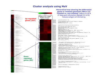 Cluster analysis using MeV
                          Hierarchical tree showing the differential
                           genes in resistant genotype (MEcu-72)
                          infested vs. non-infested, collects to 20 &
                           27 days post-infestation (Nymph III & IV).
                                 Cassava unigen set microarray
 Up regulated
 genes (207)




Down
regulated
genes (80)
 