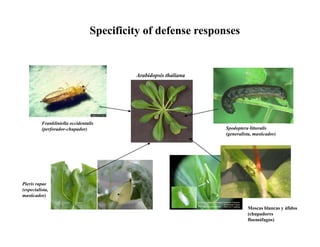 Specificity of defense responses


                                           Arabidopsis thaliana




          Frankliniella occidentalis
          (perforador-chupador)                                   Spodoptera littoralis
                                                                  (generalista, masticador)




Pieris rapae
(especialista,
masticador)

                                                                            Moscas blancas y áfidos
                                                                            (chupadores
                                                                            floemófagos)
 