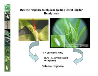 Defense response to phloem-feeding insect (Order
                  Hemiptera)




                 SA (Salicylic Acid)

                  JA/ET (Jasmonic Acid
                  /Ethylene)

                Defense response
 
