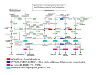 Phenylpropanoids metabolic pathway showing four
genes differentially expressed during the interaction-
                  cassava whitefly
 