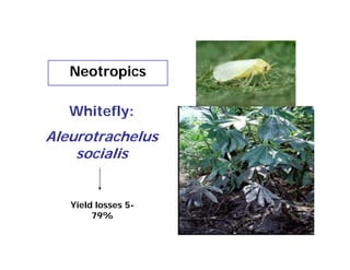 Neotropics

   Whitefly:
          y
Aleurotrachelus
    socialis


   Yield losses 5-
        79%
 
