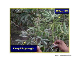 Susceptible genotype

                       Source: Cassava Entomology, CIAT
 