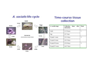 A. socialis life cycle                  Time-course tissue
         Adult                              collection
                         Eggs
                                A. socialis stage   Collection     times   after   Pools
                                                    infestation

                                Adult
                                Ad lt               (1) 5 ho rs
                                                          hours,                   1

                                Egg                 (2) 7 days

                                Nymph I instar      (3) 14 days                    2

                                Nymph II i t
                                N   h instar        (4) 18 d
                                                           days

                                Nymph III instar    (5) 20 days                    3

                                Nymph IV instar     (6) 27 days
 
