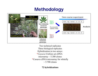 Methodology




       Two technical replicates
      Three biological replicates
     Hybridization in two arrays:
       y                       y
    *Cassava UniGen set cDNA
      microarray ~ 5.300 clones
*Cassava cDNA microarray for whitefly
           ~ 5 700 clones
             5.700

          72 hybridizations
 