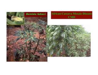 Isolation of genes differentially expressed during the defense response of Cassava (Manihot esculenta Crantz) to whitefly (Aleurotrachelus socialis Bondar) attack