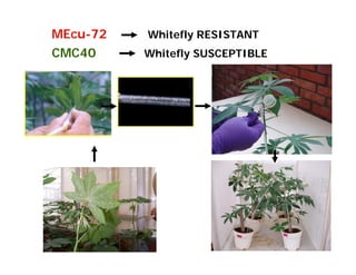 Isolation of genes differentially expressed during the defense response of Cassava (Manihot esculenta Crantz) to whitefly (Aleurotrachelus socialis Bondar) attack