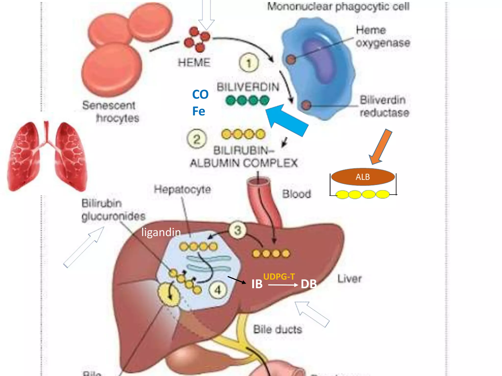 CO
Fe
ligandin
IB DB
UDPG-T
 