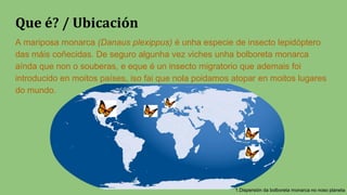 Que é? / Ubicación
A mariposa monarca (Danaus plexippus) é unha especie de insecto lepidóptero
das máis coñecidas. De seguro algunha vez viches unha bolboreta monarca
aínda que non o souberas, e eque é un insecto migratorio que ademais foi
introducido en moitos países, iso fai que nola poidamos atopar en moitos lugares
do mundo.
1.Dispersión da bolboreta monarca no noso planeta
 