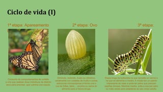 Ciclo de vida (I)
1ª etapa: Apareamento 2ª etapa: Ovo 3ª etapa:
Eiruga
Diminuto, redondo, óvalo ou cilíndrico,
xeralmente con costelas de multa e outras
estruturas microscópicas.A femia une o
ovo ás follas, talos,... encima ou cerca do
alimento para a futura eiruga.
Conxunto de comportamentos de cortello
e cría que realizan dous individuos de distinto
sexo para procrear, que culmina coa cópula.
Etapa longa da bolboreta na que semella un verme e
na que se alimenta e medra. A miúdo ten un patrón
interesante de raias e pode ter pelos que parezan
espiñas dorsais. Mentras medre, solta a súa pel catro
ou máis veces para adaptarse ao seu corpo adulto.
 