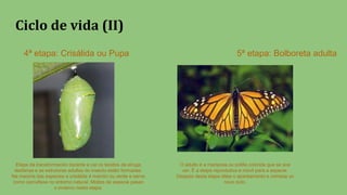 Ciclo de vida (II)
4ª etapa: Crisálida ou Pupa 5ª etapa: Bolboreta adulta
Etapa da transformación durante a cal os tecidos da eiruga
desfanse e as estruturas adultas do insecto están formadas.
Na maioría das especies a crisálida é marrón ou verde e serve
como camuflaxe no entorno natural. Moitos da especie pasan
o invierno nesta etapa.
O adulto é a mariposa ou polilla colorida que se soe
ver. É a etapa reprodutiva e móvil para a especie.
Despois desta etapa dáse o apareamento e comeza un
novo ciclo.
 