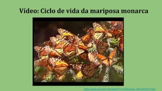 Vídeo: Ciclo de vida da mariposa monarca
https://www.youtube.com/watch?v=mbZtukz2e_o&nohtml5=False
 