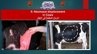 6- Abomasal displacement
in Cows
‫االبقار‬ ‫فى‬ ‫المنفحة‬ ‫انزياح‬
 
