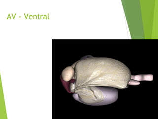 AV - Ventral
 