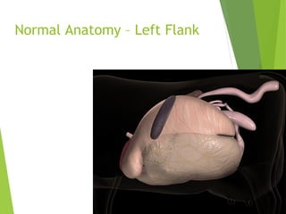 Normal Anatomy – Left Flank
 