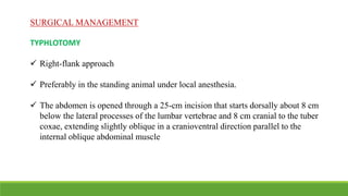 SURGICAL MANAGEMENT
TYPHLOTOMY
 Right-flank approach
 Preferably in the standing animal under local anesthesia.
 The abdomen is opened through a 25-cm incision that starts dorsally about 8 cm
below the lateral processes of the lumbar vertebrae and 8 cm cranial to the tuber
coxae, extending slightly oblique in a cranioventral direction parallel to the
internal oblique abdominal muscle
 