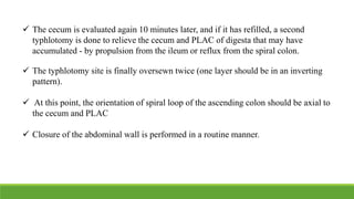  The cecum is evaluated again 10 minutes later, and if it has refilled, a second
typhlotomy is done to relieve the cecum and PLAC of digesta that may have
accumulated - by propulsion from the ileum or reflux from the spiral colon.
 The typhlotomy site is finally oversewn twice (one layer should be in an inverting
pattern).
 At this point, the orientation of spiral loop of the ascending colon should be axial to
the cecum and PLAC
 Closure of the abdominal wall is performed in a routine manner.
 