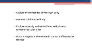• Explore the rumen for any foreign body
• Remove solid matter if any
• Explore cranially and ventrally for reticulum at
rumeno-reticular pillar
• Place a magnet in the rumen in the case of hardware
disease
 