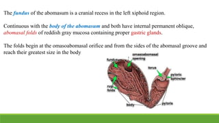 The fundus of the abomasum is a cranial recess in the left xiphoid region.
Continuous with the body of the abomasum and both have internal permanent oblique,
abomasal folds of reddish gray mucosa containing proper gastric glands.
The folds begin at the omasoabomasal orifice and from the sides of the abomasal groove and
reach their greatest size in the body
 