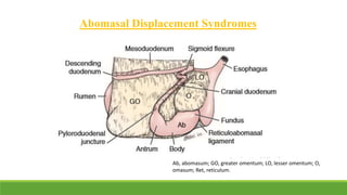 Abomasal Displacement Syndromes
Ab, abomasum; GO, greater omentum; LO, lesser omentum; O,
omasum; Ret, reticulum.
 