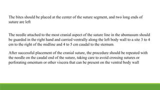 The needle attached to the most cranial aspect of the suture line in the abomasum should
be guarded in the right hand and carried ventrally along the left body wall to a site 3 to 4
cm to the right of the midline and 4 to 5 cm caudal to the sternum.
After successful placement of the cranial suture, the procedure should be repeated with
the needle on the caudal end of the suture, taking care to avoid crossing sutures or
perforating omentum or other viscera that can be present on the ventral body wall
The bites should be placed at the center of the suture segment, and two long ends of
suture are left
 