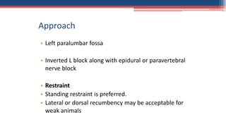 Approach
• Left paralumbar fossa
• Inverted L block along with epidural or paravertebral
nerve block
• Restraint
• Standing restraint is preferred.
• Lateral or dorsal recumbency may be acceptable for
weak animals
 