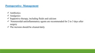 Postoperative Management
 Antibiotics
 Analgesics
 Supportive therapy, including fluids and calcium
 Nonsteroidal antiinflammatory agents are recommended for 2 to 3 days after
surgery
 The incision should be cleaned daily
 