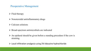  Fluid therapy
 Nonsteroidal antiinflammatory drugs
 Calcium solutions
 Broad-spectrum antimicrobials are indicated
 An epidural should be given before a standing procedure if the cow is
straining
 Local infiltration analgesia using 2% lidocaine hydrochloride
Preoperative Management
 