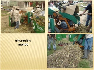 trituración
   molido
 
