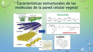 Características estructurales de las
moléculas de la pared celular vegetal
 