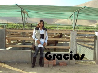 Gracias 