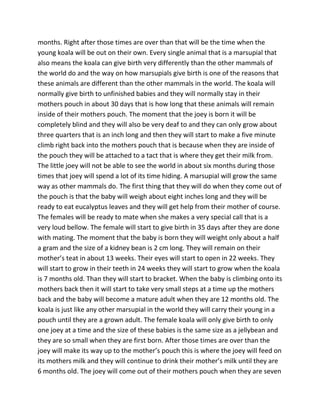 months. Right after those times are over than that will be the time when the
young koala will be out on their own. Every single animal that is a marsupial that
also means the koala can give birth very differently than the other mammals of
the world do and the way on how marsupials give birth is one of the reasons that
these animals are different than the other mammals in the world. The koala will
normally give birth to unfinished babies and they will normally stay in their
mothers pouch in about 30 days that is how long that these animals will remain
inside of their mothers pouch. The moment that the joey is born it will be
completely blind and they will also be very deaf to and they can only grow about
three quarters that is an inch long and then they will start to make a five minute
climb right back into the mothers pouch that is because when they are inside of
the pouch they will be attached to a tact that is where they get their milk from.
The little joey will not be able to see the world in about six months during those
times that joey will spend a lot of its time hiding. A marsupial will grow the same
way as other mammals do. The first thing that they will do when they come out of
the pouch is that the baby will weigh about eight inches long and they will be
ready to eat eucalyptus leaves and they will get help from their mother of course.
The females will be ready to mate when she makes a very special call that is a
very loud bellow. The female will start to give birth in 35 days after they are done
with mating. The moment that the baby is born they will weight only about a half
a gram and the size of a kidney bean is 2 cm long. They will remain on their
mother’s teat in about 13 weeks. Their eyes will start to open in 22 weeks. They
will start to grow in their teeth in 24 weeks they will start to grow when the koala
is 7 months old. Than they will start to bracket. When the baby is climbing onto its
mothers back then it will start to take very small steps at a time up the mothers
back and the baby will become a mature adult when they are 12 months old. The
koala is just like any other marsupial in the world they will carry their young in a
pouch until they are a grown adult. The female koala will only give birth to only
one joey at a time and the size of these babies is the same size as a jellybean and
they are so small when they are first born. After those times are over than the
joey will make its way up to the mother’s pouch this is where the joey will feed on
its mothers milk and they will continue to drink their mother’s milk until they are
6 months old. The joey will come out of their mothers pouch when they are seven
 
