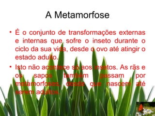 A Metamorfose
• É o conjunto de transformações externas
  e internas que sofre o inseto durante o
  ciclo da sua vida, desde o ovo até atingir o
  estado adulto.
• Isto não acontece só aos insetos. As rãs e
  os     sapos    também      passam      por
  metamorfoses, desde que nascem até
  serem adultos.
 