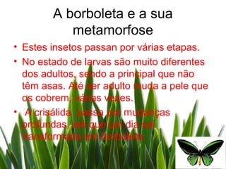 A borboleta e a sua
           metamorfose
• Estes insetos passan por várias etapas.
• No estado de larvas são muito diferentes
  dos adultos, sendo a principal que não
  têm asas. Até ser adulto muda a pele que
  os cobrem, várias vezes.
• A crisálida passa por mudanças
  profundas, até que um dia sai
  transformada em borboleta.
 