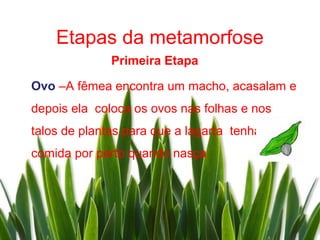 Etapas da metamorfose
              Primeira Etapa

Ovo –A fêmea encontra um macho, acasalam e
depois ela coloca os ovos nas folhas e nos
talos de plantas para que a lagarta tenha
comida por perto quando nasça.
 