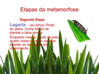 Etapas da metamorfose
      Segunda Etapa
Lagarta -     (ou larva). Pode
ter pelos. Come folhas de
plantas e talos tenros.
Enquanto cresce, muda de pele
quatro vezes ou mais, para se
adaptar ao seu corpo em
crescimento.
 