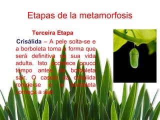 Etapas de la metamorfosis
      Terceira Etapa
Crisálida – A pele solta-se e
a borboleta toma a forma que
será definitiva na sua vida
adulta. Isto acontece pouco
tempo antes da borboleta
sair. O casulo da crisálida
rompe-se e a borboleta
começa a sair.
 