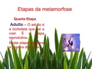 Etapas da metamorfose
  Quarta Etapa
Adulto – O adulto é
a borboleta que sai a
voar. É a etapa
reprodutiva.
Nesta etapa acontece
a postura dos ovos.
 