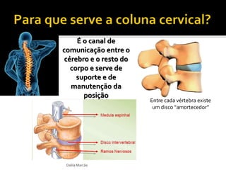 É o canal de 
comunicação entre o 
cérebro e o resto do 
corpo e serve de 
suporte e de 
manutenção da 
posição 
Dalila Marcão 
Entre cada vértebra existe 
um disco “amortecedor” 
 