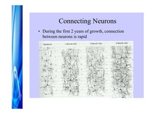 Connecting Neurons
• During the first 2 years of growth, connection
  between neurons is rapid
 