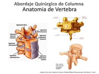 Anatomia de Vertebra
Latarjet, Ruiz Liard. Anatomía Humana. Editorial Médica Panamericana. 4ta Edición. Tomo I.
 